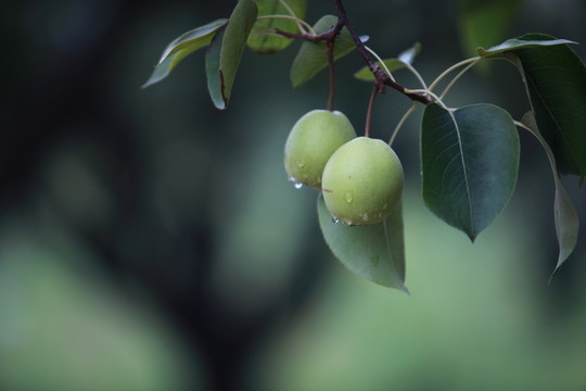 青澀的梨子