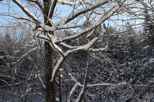 雪谷