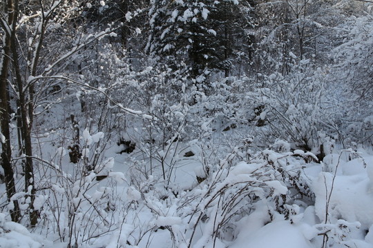雪谷