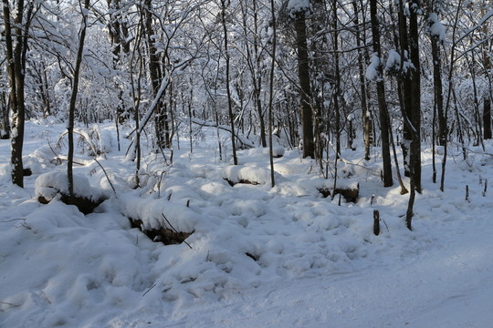 雪谷