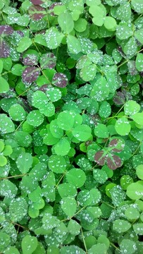 雨露三葉草