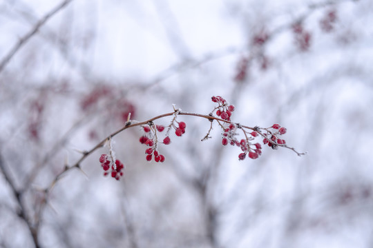 紅豆