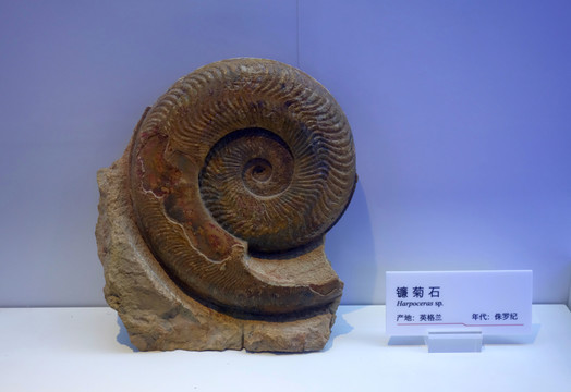 菊石 鐮菊石 化石