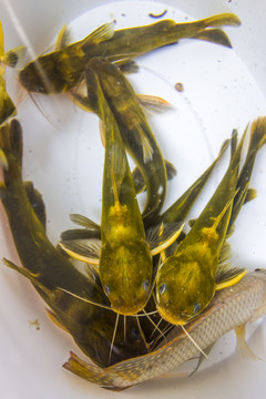 黃骨魚