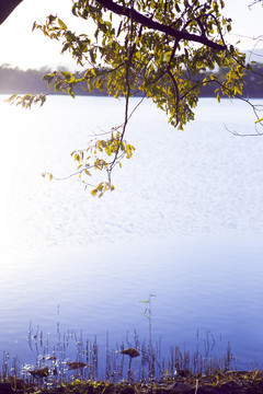 湖