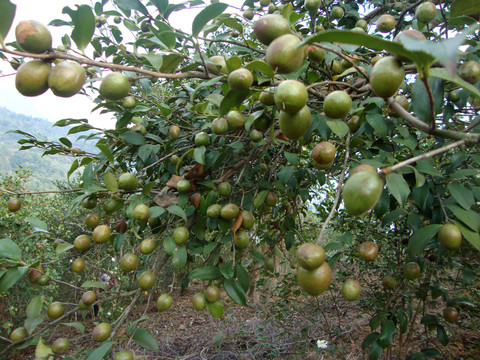 油茶