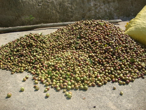 一堆茶籽