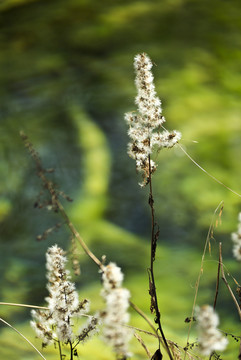 九寨溝風(fēng)景風(fēng)光花草