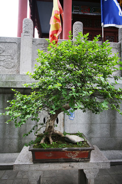 盆景