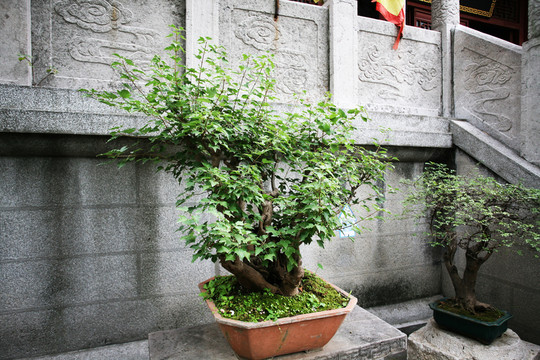 盆景