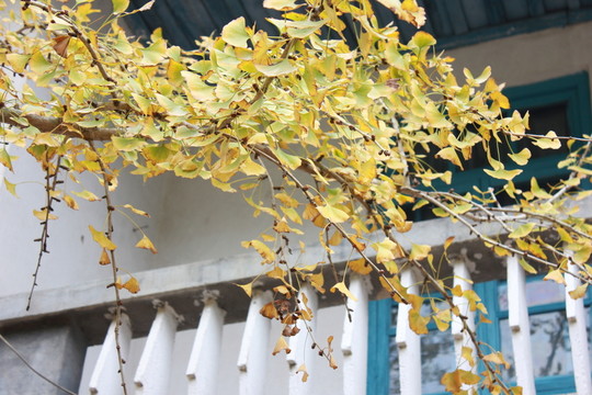 銀杏