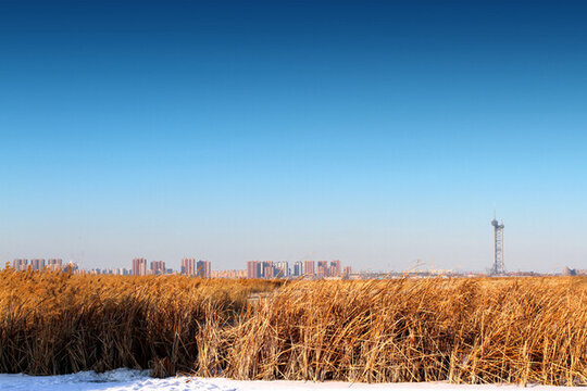 濕地 蘆葦 冬天 白雪