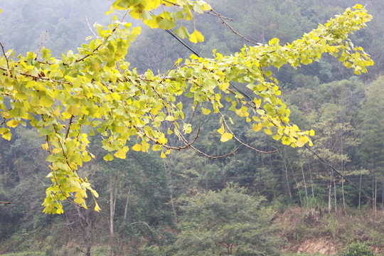 銀杏