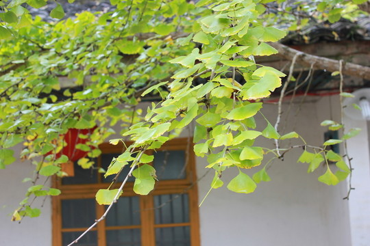 銀杏