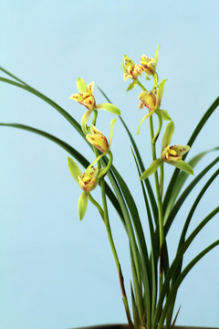 蘭花