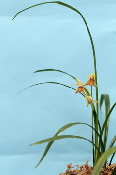 蘭花