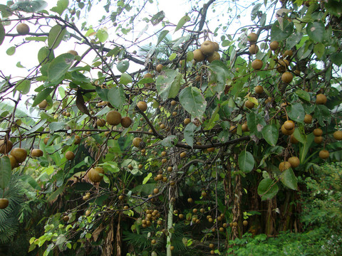 梨樹(shù)