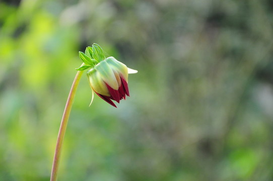 花骨朵兒