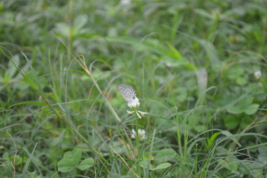 蝴蝶翩翩