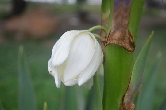 鐵樹花