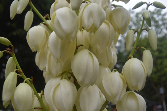 鐵樹花