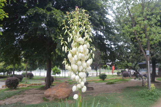 鐵樹花