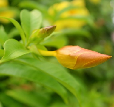花蕾