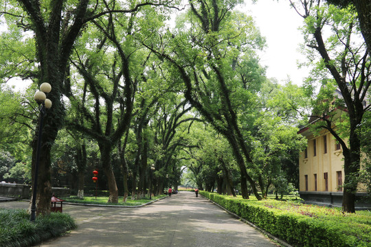 校園小道