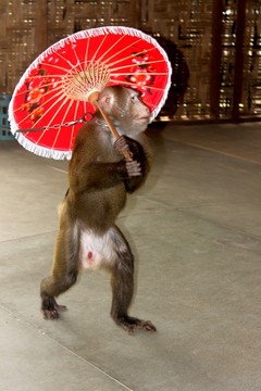 猴子撐傘