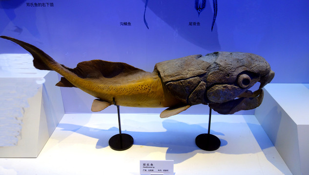 魚 鄧氏魚 標(biāo)本