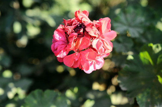 月季花