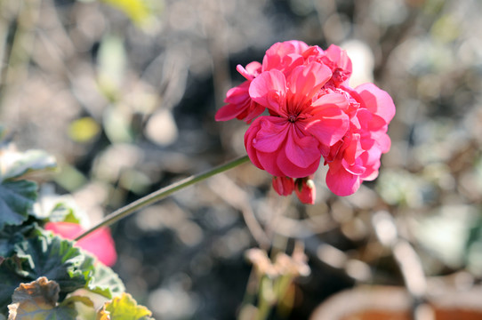 月季花