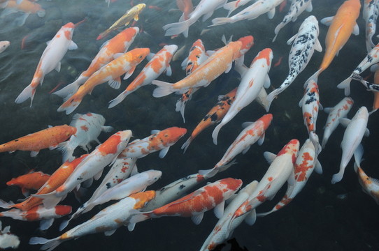 魚群