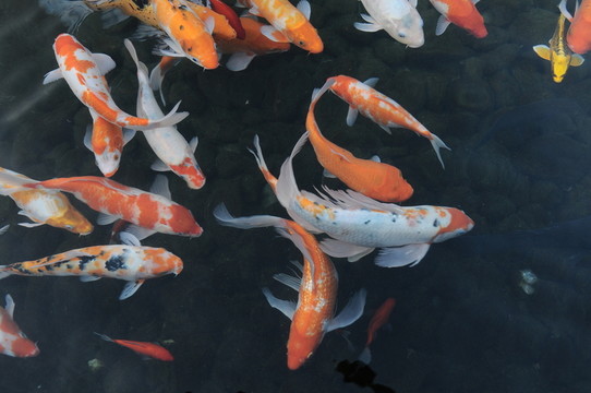 觀賞魚(yú) 鯉魚(yú)
