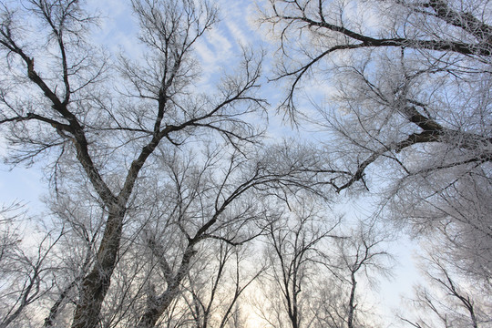 霧淞