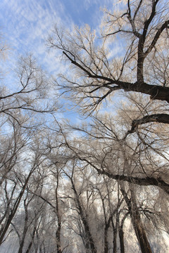 樹林