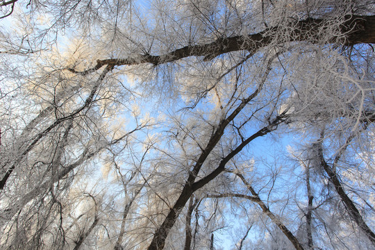 樹林