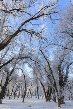 樹林
