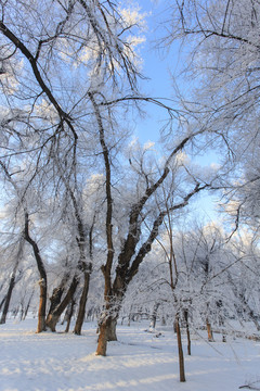樹林