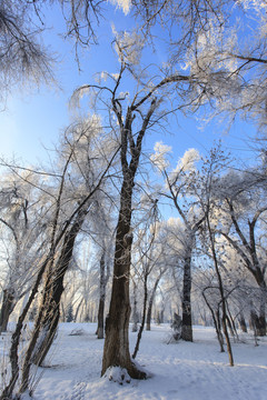 樹林