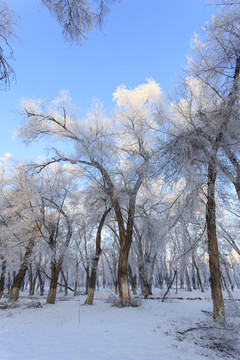 樹林