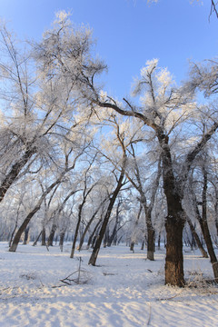 樹林