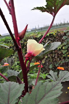 秋葵種植園  降血糖蔬菜