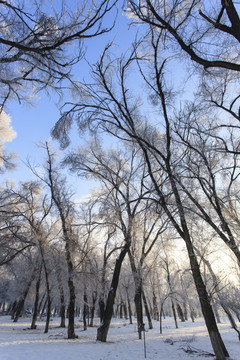 樹林