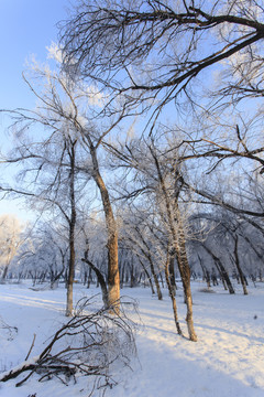 樹林