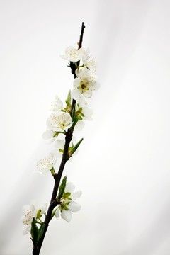 梨花