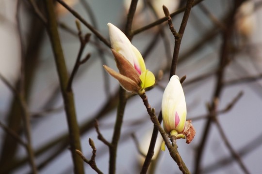 玉蘭花