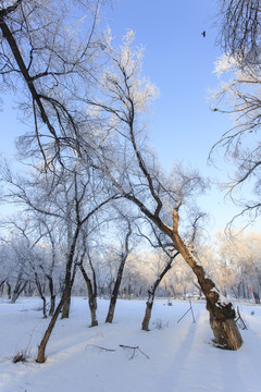 樹林