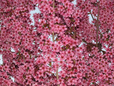 櫻花