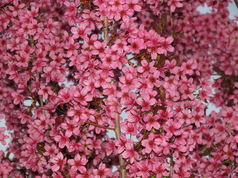 櫻桃花